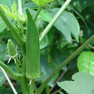 Бамия съедобная
