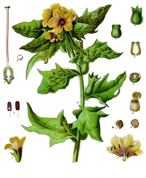 Белена черная