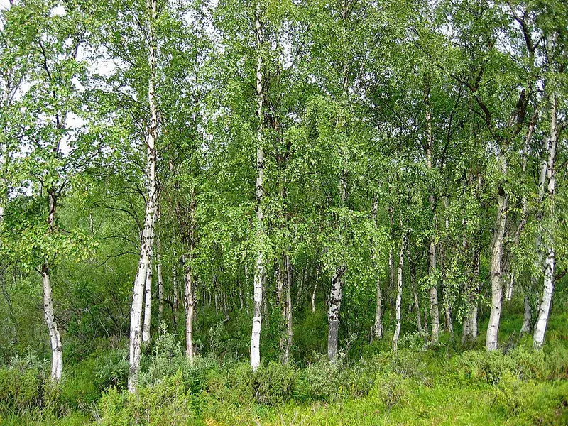 Берёза повислая