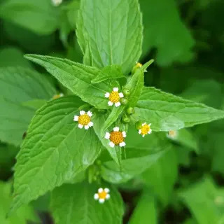 Галинсога мелкоцветковая