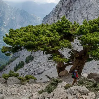 Кипарис вечнозеленый