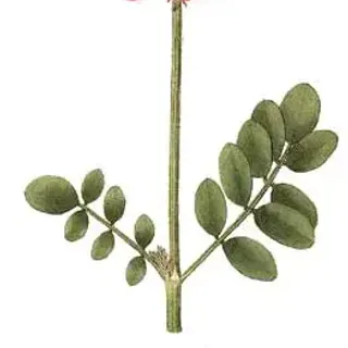 Копеечник чайный