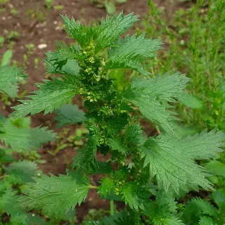 Крапива жгучая