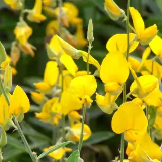 Кроталярия ситниковая
