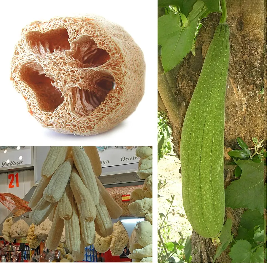 Люффа цилиндрическая