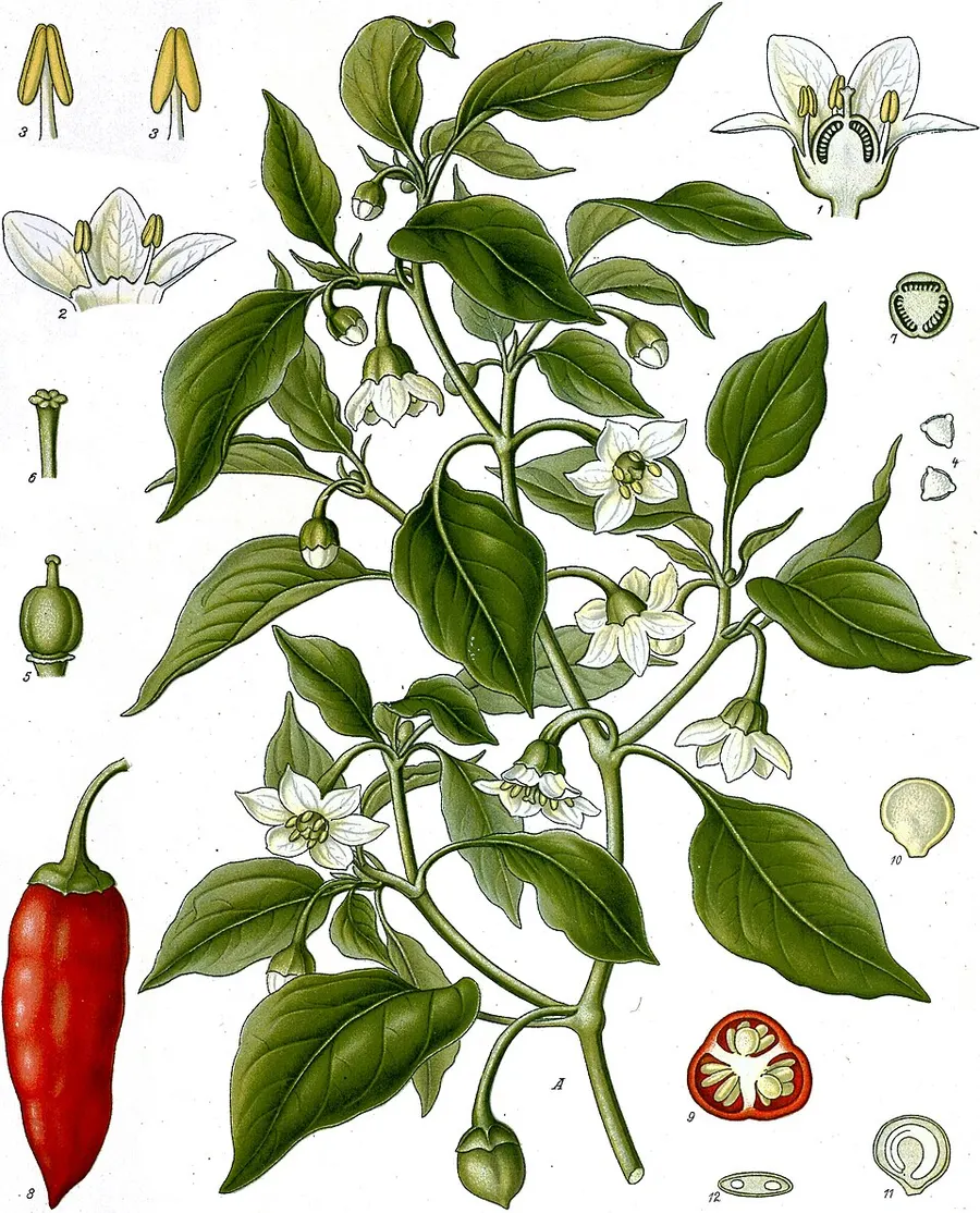 Перец кайенский