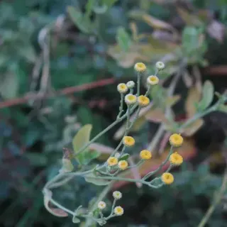Пижма бальзамическая