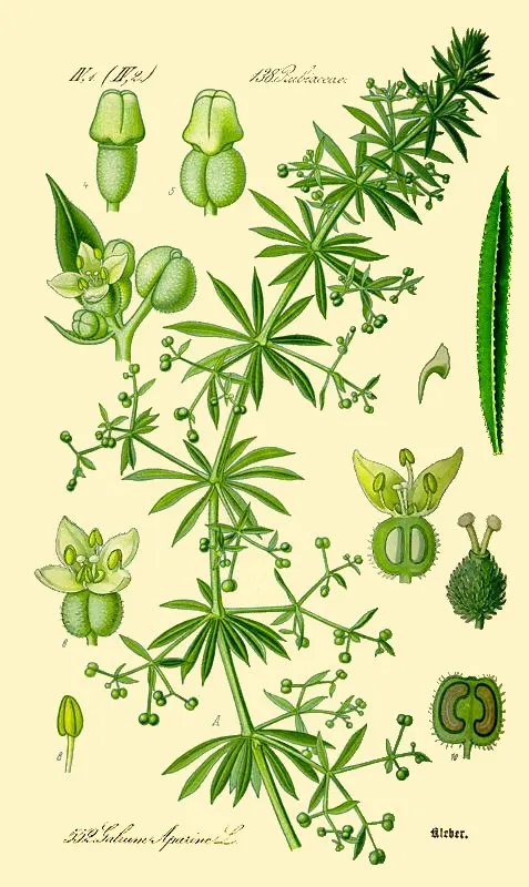 Подмаренник цепкий