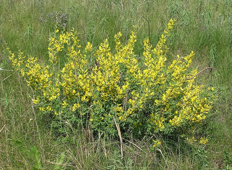 Ракитник русский