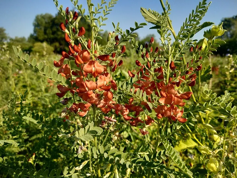 Сферофиза солонцовая