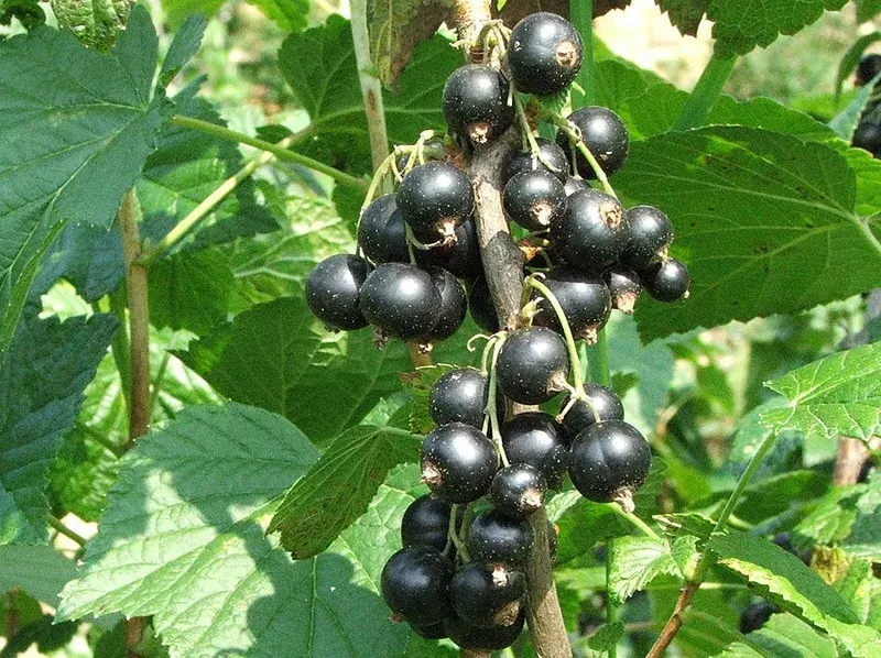 Смородина чёрная