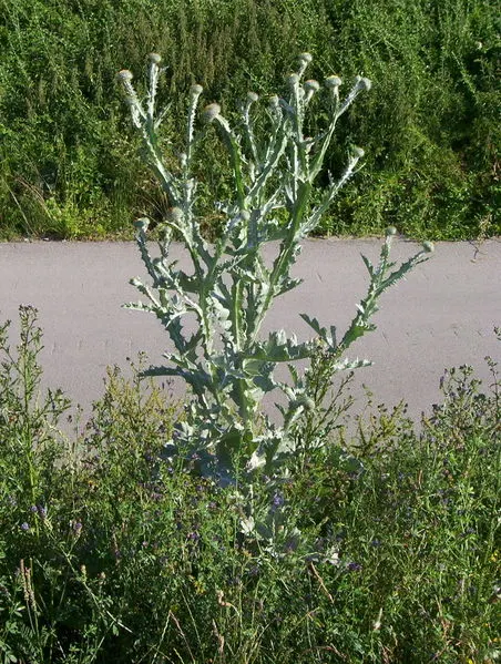 Татарник колючий