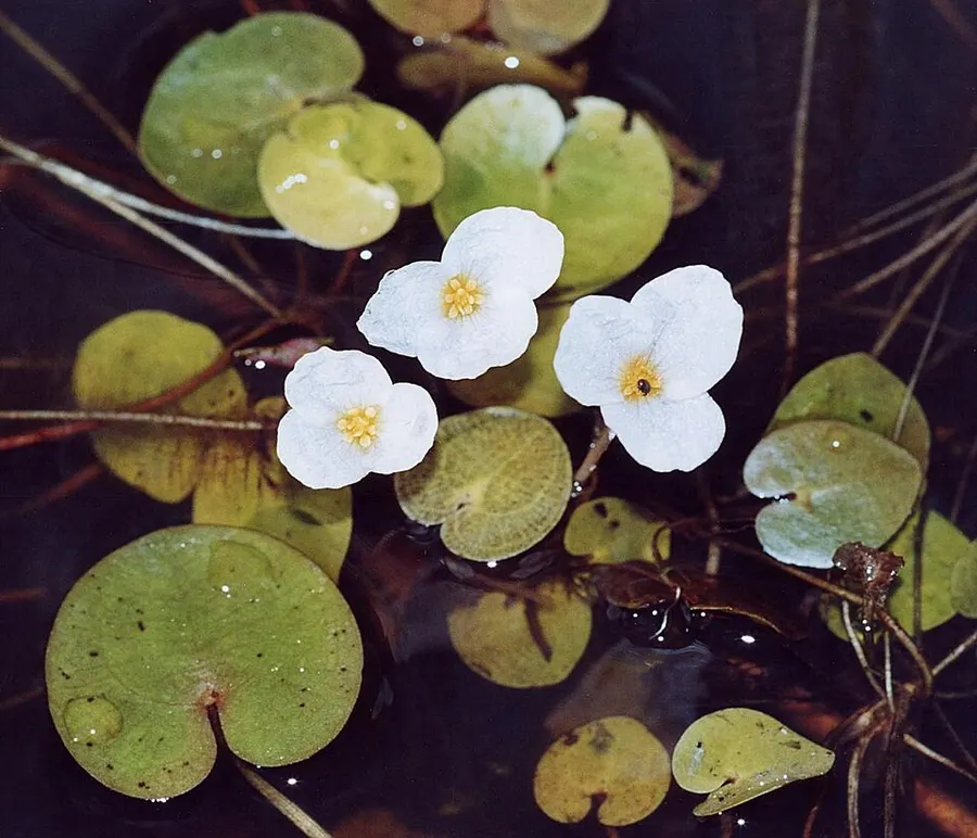 Водокрас лягушачий