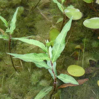 Водяной перец